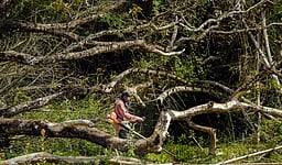 வேர்களும் மரங்களும் வரம்!