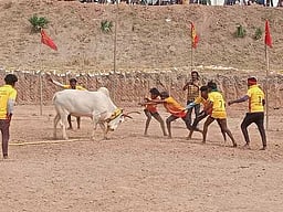 முதுகுளத்தூா் அருகே வடமாடு மஞ்சுவிரட்டு