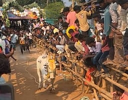 எருது விடும் விழா