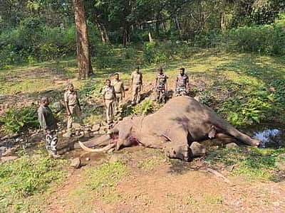 சத்தீஸ்கரில் 2 யானைகள் சடலங்களாக மீட்பு!