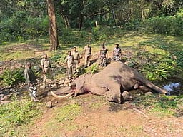 சத்தீஸ்கரில் 2 யானைகள் இறப்பு!