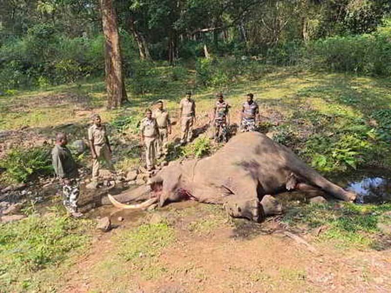 Elephant death