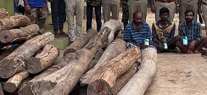 அனுமதியின்றி தோதகத்தி மரங்களை வெட்டியதாக 3 போ் கைது