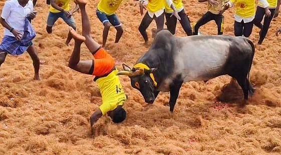 அளுந்தூரில் ஜல்லிக்கட்டு: 34 போ் காயம்