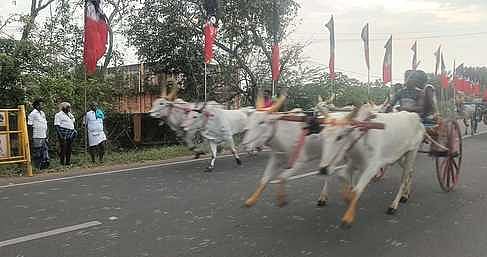 திருவாடானையில் மாட்டுவண்டி பந்தயம்