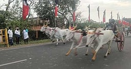 திருவாடானையில் மாட்டுவண்டி பந்தயம்