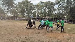 ஆலங்குடி அருகே வடமாடு ஜல்லிக்கட்டு: 10 போ் காயம்