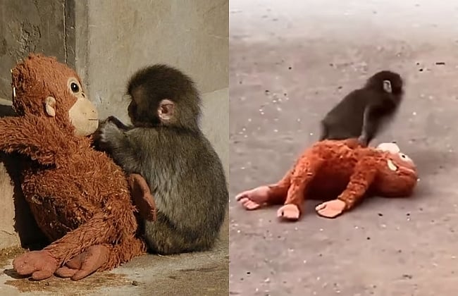 வைரலாகும் குரங்குக் குட்டி! தனிமையில் வாடுவதற்கு மனிதர்களே காரணம்?