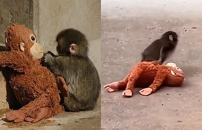 வைரலாகும் குரங்குக் குட்டி! தனிமையில் வாடுவதற்கு மனிதர்களே காரணம்?