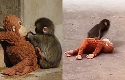 வைரலாகும் குரங்குக் குட்டி! தனிமையில் வாடுவதற்கு மனிதர்களே காரணம்?