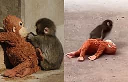 வேண்டுதல் நிறைவேறியது! தனிமையில் வாடிய பஞ்ச் குரங்குக் குட்டிக்கு கேர்ள் ஃபிரண்ட்!