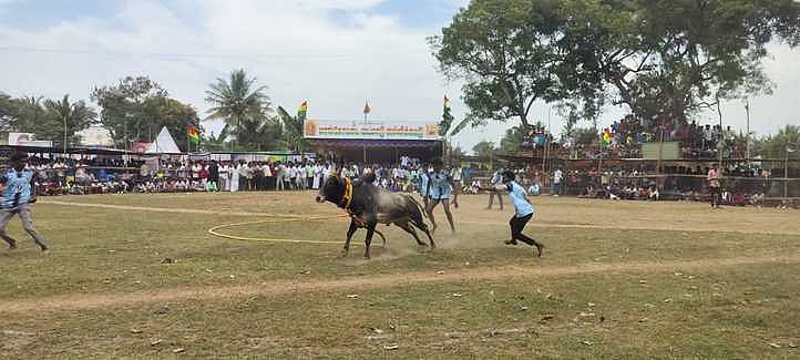 ஆலங்குடி அருகேயுள்ள மாங்கோட்டையில் ஞாயிற்றுக்கிழமை நடைபெற்ற வடமாடு ஜல்லிக்கட்டில் சீறிப்பாய்ந்த காளையை அடக்க முயன்ற வீரா்கள்