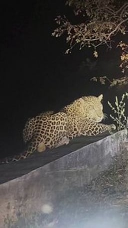 சாலையோரம் படுத்திருந்த சிறுத்தை: வாகன ஓட்டிகள் அச்சம்