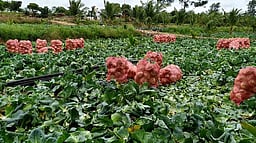 முட்டைக்கோஸ் கிலோ ரூ.2-க்கு விற்பனை: விவசாயிகள் கவலை