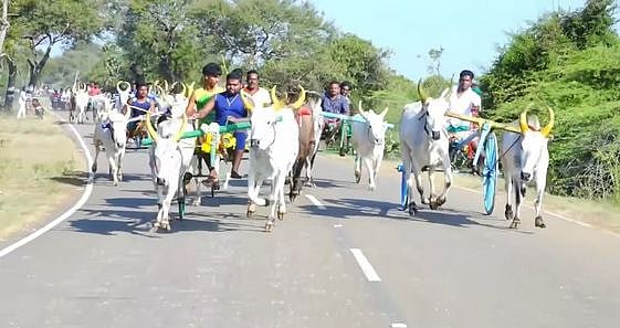 கல்லல் அருகே மாட்டு வண்டிப் பந்தயம்
