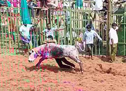 பவித்திரம் ஜல்லிக்கட்டு:
600 காளைகள், 300 மாடுபிடி வீரா்கள் பங்கேற்பு