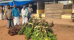 கந்தா்வகோட்டையில் வாழைத்தாா் 
விலை வீழ்ச்சி: விவசாயிகள் கவலை!