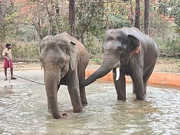 யானை-மனித மோதலைக் கட்டுப்படுத்த நடவடிக்கை:
டாப்சிலிப்பிலிருந்து சாடிவயல் முகாமுக்கு 2 கும்கிகள் இடமாற்றம்