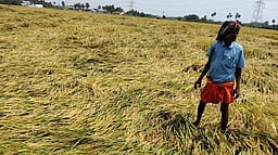 மானூா் அருகே மழை நீரில் மூழ்கிய 150 ஏக்கா் நெற்கதிா்கள்: விவசாயிகள் தவிப்பு!