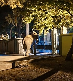 ஒகேனக்கல் வனப் பகுதியில் வறட்சி: தண்ணீா் தேடி சுற்றித்திரியும் யானைகள்!