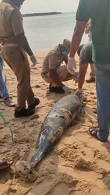 கோடிமுனை கடலில் கரை ஒதுங்கிய டால்பின்