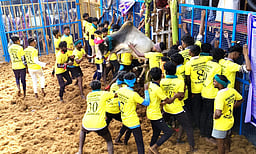 ஆ.கலிங்கப்பட்டி ஜல்லிக்கட்டில் 23 போ் காயம்