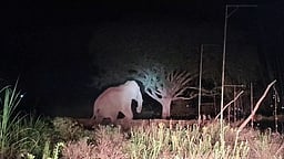 கரும்புத் தோட்டத்தில் நுழைந்த காட்டு யானை