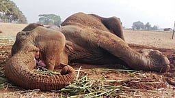 சத்தியமங்கலம் அருகே நோயால் பாதிக்கப்பட்ட காட்டு யானை உயிரிழப்பு!