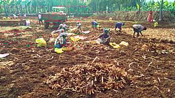 அழுகல் நோய்: கோபியில் மஞ்சள் விளைச்சல் பாதிப்பு