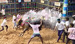 மலையடிப்பட்டி ஜல்லிக்கட்டு: 21 போ் காயம்