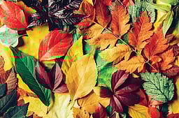 இலைகளின் இனிய பணி