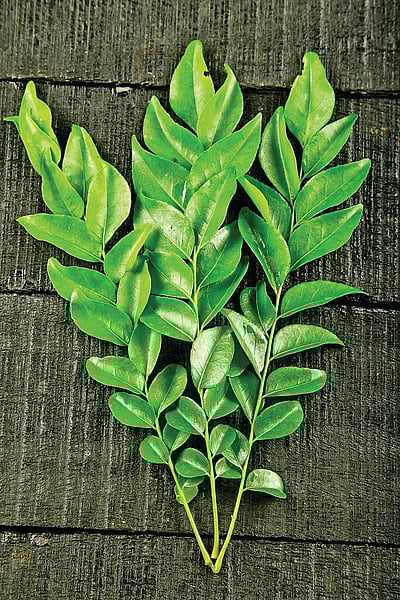 பூச்சிகளைத் தடுக்க...