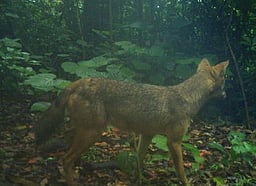 அருகிவரும் நரியினங்கள்: பாதுகாப்பில் தீவிரம் காட்டும் வனத் துறை
