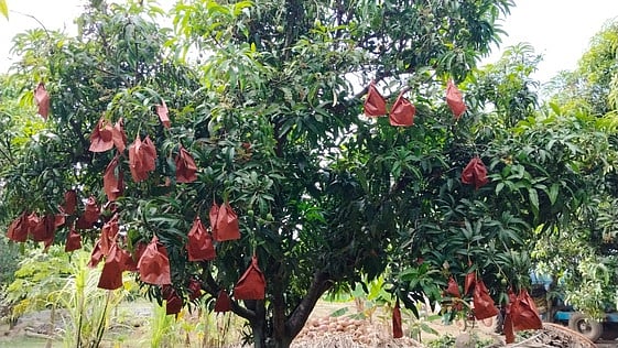 கிருஷ்ணகிரி மாவட்டம், என்.தட்டக்கல் கிராமத்தில் விவசாயி சிவகுரு மாந்தோட்டத்தில் உள்ள மரத்தில் பயன்படுத்தப்பட்டுள்ள புதிய தொழில்நுட்பமான மா பாதுகாப்பு பைகள்.