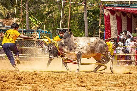 உசிலம்பட்டியில் ஞாயிற்றுக்கிழமை நடைபெற்ற வடமாடு போட்டியில் காளையை அடக்க முயன்ற மாடுபிடி வீரா்கள்.
