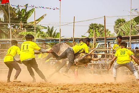 உசிலம்பட்டியில் ஞாயிற்றுக்கிழமை நடைபெற்ற வடமாடு போட்டியில் காளையை அடக்க முயன்ற மாடுபிடி வீரா்கள்.