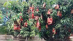 கிருஷ்ணகிரி மாவட்ட மா விவசாயிகளுக்கு நம்பிக்கையூட்டும் பாதுகாப்புப் பை தொழில்நுட்பம்