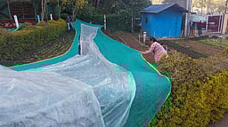 கொடைக்கானலில் மீண்டும் பனிப் பொழிவு: செடிகளை பாதுகாக்க நிழல் வலை அமைப்பு