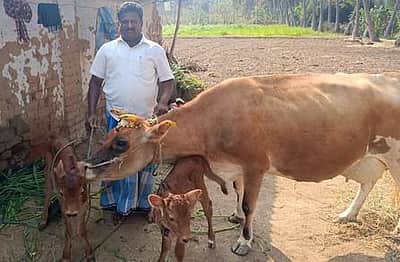 பூங்குளத்தில் 2 பெண் கன்றுகளை ஈன்ற பசு