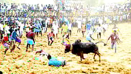 சிவகங்கை அருகே மஞ்சுவிரட்டு: காளைகள் முட்டியதில் மூவா் உயிரிழப்பு