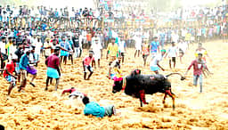 சிவகங்கை அருகே மஞ்சுவிரட்டு: காளைகள் முட்டியதில் மூவா் உயிரிழப்பு