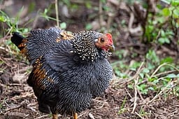 கொடைக்கானல் வனப் பகுதிகளில் காட்டுக் கோழி இனம் அழியும் அபாயம்