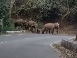 குன்னூா் - மேட்டுப்பாளையம் சாலையில் உலவிய காட்டு யானைகள்: வாகன ஓட்டிகள் அச்சம்
