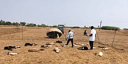 நாய்கள் கடித்து 20 செம்மறி ஆடுகள் உயிரிழப்பு