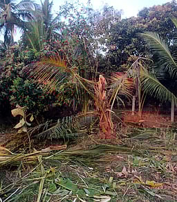 பயிா்களை சேதப்படுத்திய காட்டு யானைக் கூட்டம்