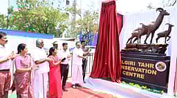 கோவையில் நீலகிரி வரையாடு பாதுகாப்பு மையம்: காணொலியில் அடிக்கல் நாட்டிய முதல்வா்