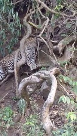 மரங்களின் வோ்களில் சிக்கி ஏற முடியாமல் தவித்த சிறுத்தை