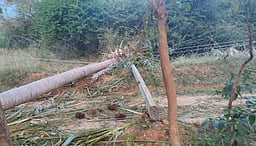 கடையம் அருகே காட்டு யானையால் தென்னை மரம், மின்கம்பம் சேதம்