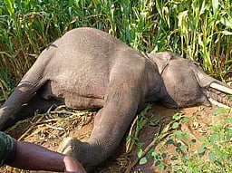 மின்வேலியில் சிக்கி ஆண் யானை உயிரிழப்பு