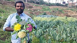 கொடைக்கானலில் பல வண்ணங்களில் காலிஃப்ளவா் உற்பத்தி செய்யும் விவசாயி